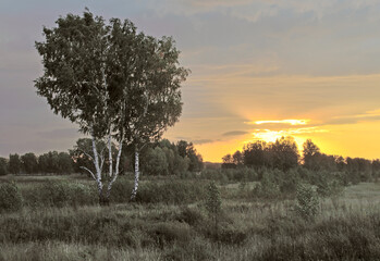 Modest birch's in the middle of a thick meadow in front. The forest is behind