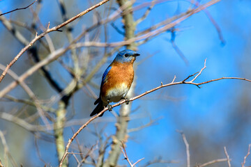 eastern Bluebird - Sialia sialis
