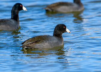 American coot - Fulica americana - or Mud Hen swimming in a lake