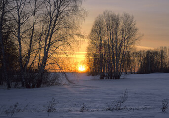 Winter sunset with tree silhouettes