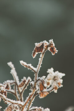 A vertical closeup shot of plants with frosta