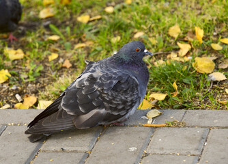 Grey city pigeon in profile