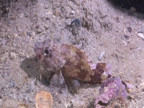 scorpion fish mediterranean sea underwater