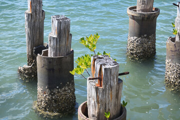 桟橋のマングローブ