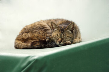 軽トラの陽だまりで昼寝をする猫「伊勢志摩」
