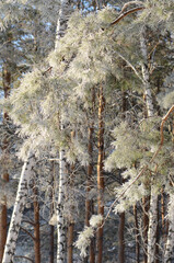 Wonderful frozen pine branches
