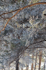 Beautiful spruce branches in snow
