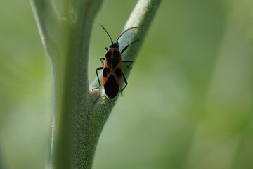 One species of stink bugs in flashy color are on the plant stem.