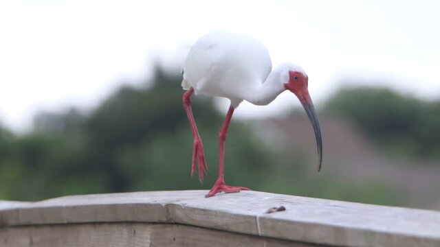 Adult White Ibis perching. Perico Preserve, Florida.
