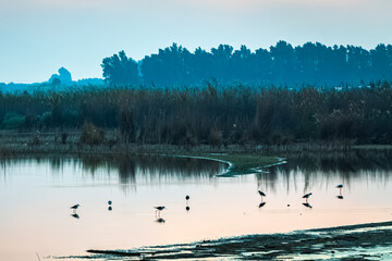 Obraz na płótnie Canvas Desert birds morning view in Saudi Arabia.