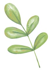 Green leaf watercolor isolated on white background. Hand painted foliage element. Botanical illustration.