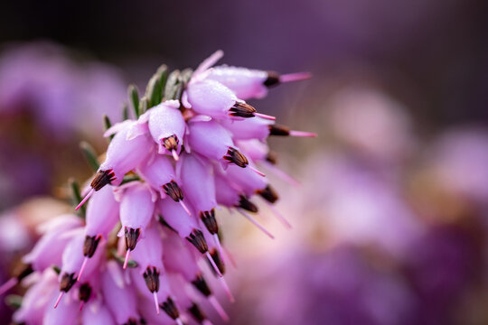 A closeup shot of pink heath erica flowers on a blurred background