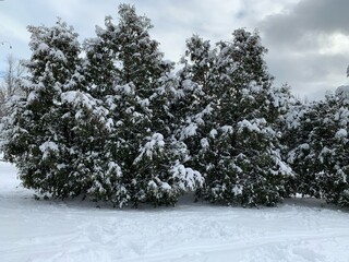 snow covered trees