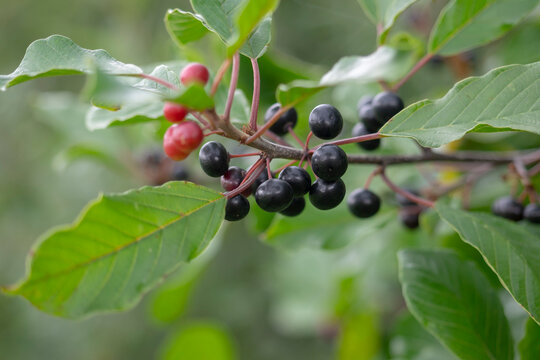 Ripe poisonous buckthorn berries (Rhamnus frangula) close-up. Macro.