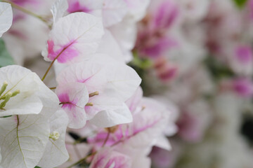 Obraz premium 天使のように綺麗なブーゲンビリア