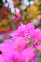 ブーゲンビリアの後ろ姿