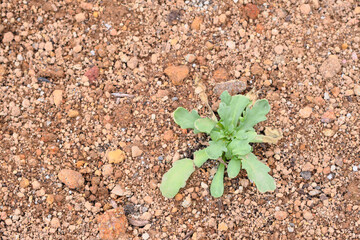 土に植えられた花の苗