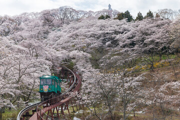 船岡城址公園の桜