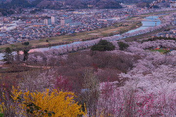 船岡城址公園からの一目千本桜