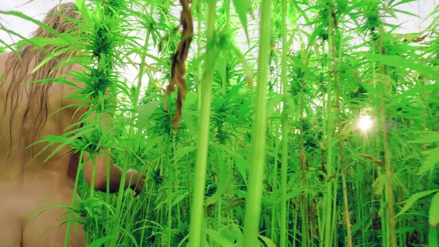 Steadicam shot of Beautiful white woman posing in a medical hemp field.
Girl walks through a Marijuana Plantation.
Collection and production of Hashish.