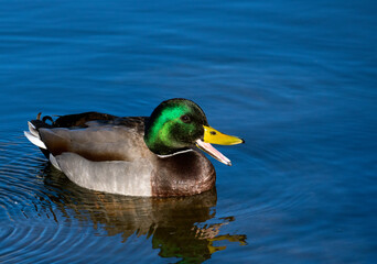 Mallard with beak open at Yucaipa Regional Park in Southern California
