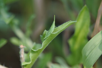 One species of grasshopper with a pointed head is on a leaf of plant.
