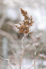 Frozen plants. Calm natural winter background. Sunny winter day. Restrained beauty of nature, trend colors.