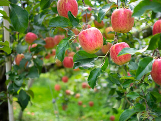果樹園でりんご狩り