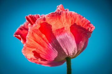 pink poppy flower, macro, Waldviertel, Austria