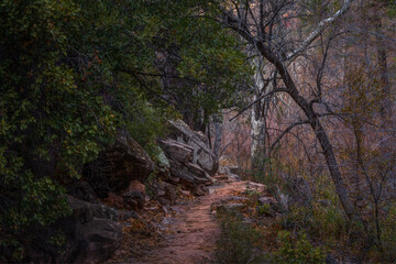 Sedona Arizona USA Grasshopper Trail