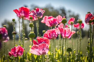 field of pink poppies, Waldviertel Austria