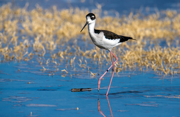 A black necked stilt on beautiful blue water and yellow dried grass at the San Jacinto wildlife area near Perris in Southern California