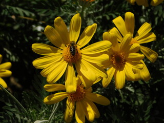 Yellow daisy or Euryops pectinatus flowers and honey bee, or Apis mellifera