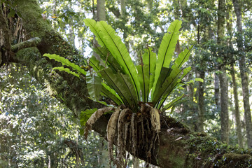 Obraz premium Bird Nest Fern growing in Australian rainforest