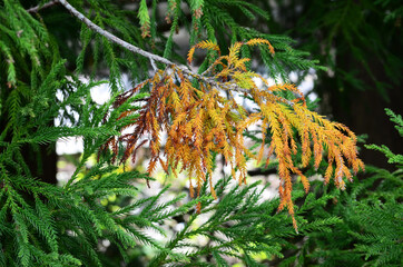 Pine tree with some dry leaves.