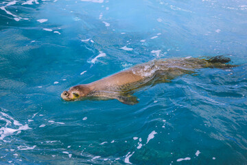 Hawaiian monk seal in the sea, Oahu island
