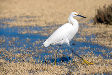 Egret on the prowl