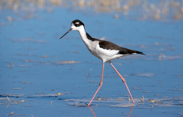Blacked necked stilt on the prowl in deep blue waters in San Jacinto Wildlife area near lake Perris California