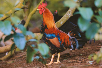 Chicken in the forest, Nuʻuanu Pali State Wayside, Oahu, Hawaii