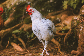 Chicken in the forest, Nuʻuanu Pali State Wayside, Oahu, Hawaii