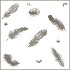 twelve grey feathers in frame
