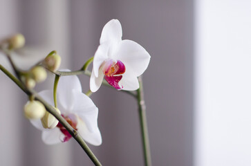 Fototapeta na wymiar Blooming orhid flowers Phalaenopsis white colors blossoming close up. Beautiful pistil of an orchid. Flora of the house, close-up of blooming orchids. A beautiful plant at home. Home flowers and