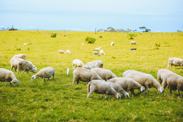 Obraz premium Sheep in the pasture，Maui, Hawaii