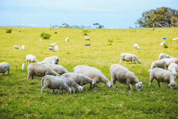 Obraz premium Sheep in the pasture，Maui, Hawaii