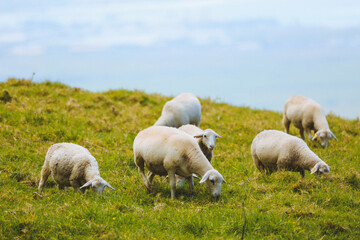 Obraz premium Sheep in the pasture，Maui, Hawaii