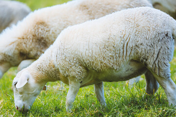 Sheep in the pasture，Maui, Hawaii