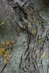 Embossed texture of tree bark. Tree trunk with natural bark patterns on the surface. Natural wood background. Closeup side view.