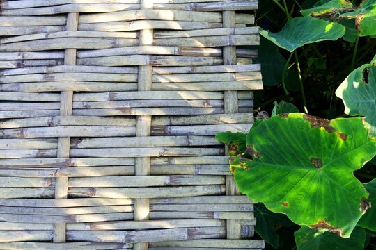 Lotus leaves and bamboo pathway, with light and shadow on it. Path out to the shallow swamp garden. 