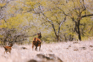 Wild goat，Piilani Highway，Maui, Hawaii