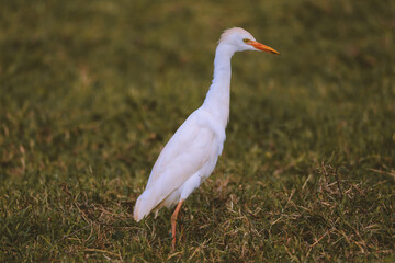 Cattle egret bird in the pasture by the sea, Hookipa, Maui, Hawaii

